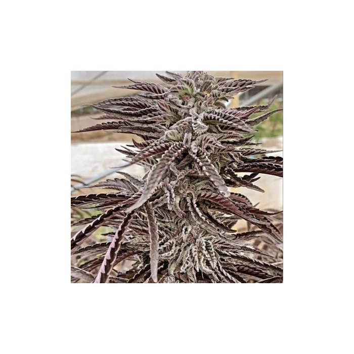 fillmore-slim-purple-city-geneti_1_.jpg fillmore-slim-purple-city-geneti_1_.jpg