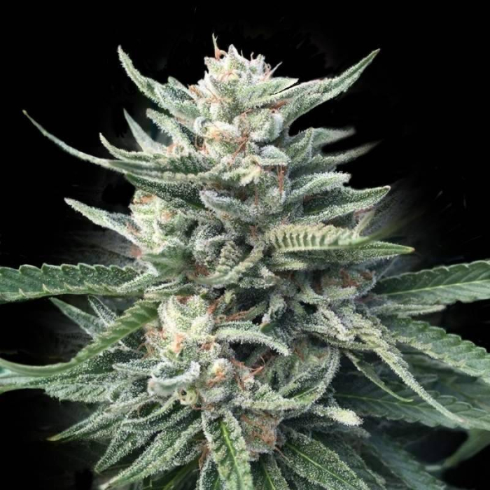 Four Prophets Feminizada de DNA Genetics