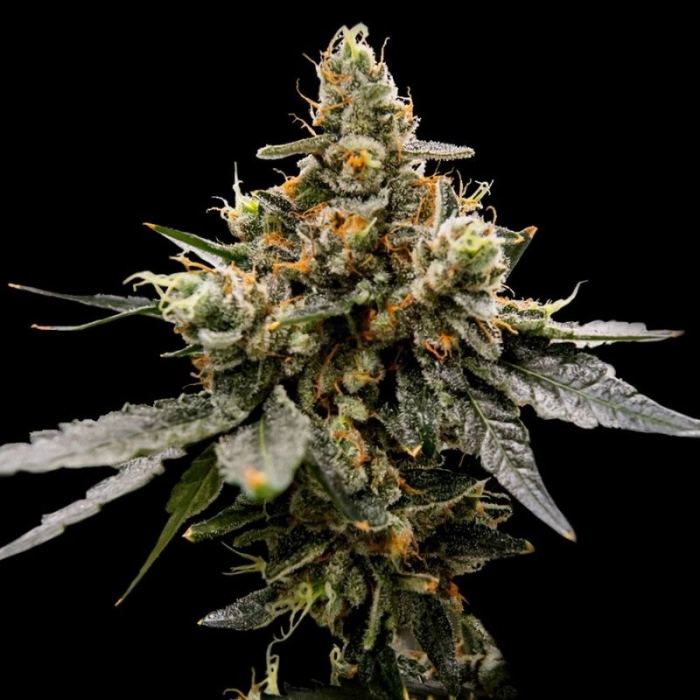 Gaz Money de DNA Genetics Gaz Money de DNA Genetics