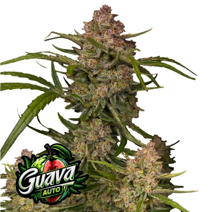 Guava Auto de Fast Buds Guava Auto de Fast Buds