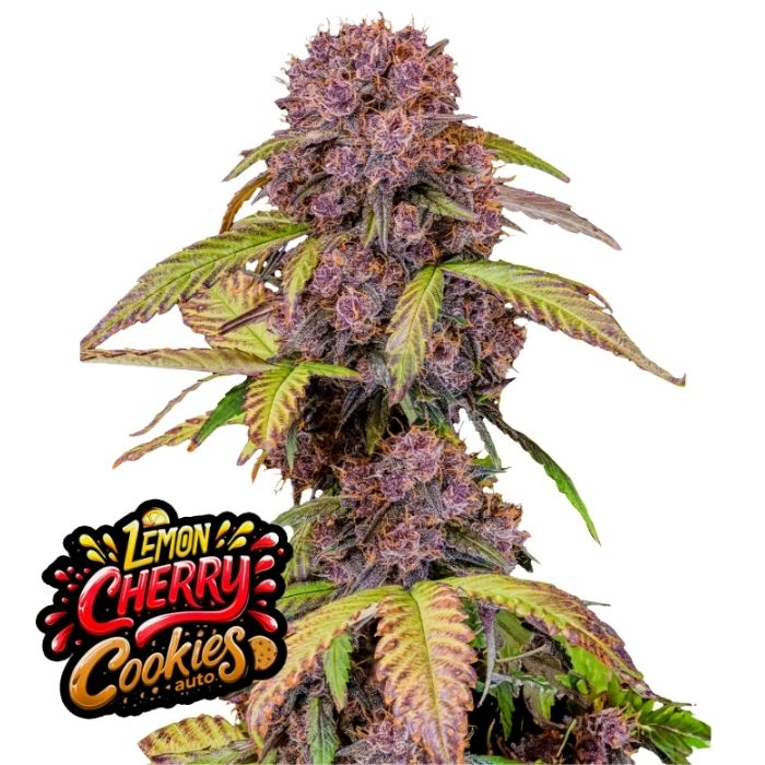Lemon Cherry Cookies Auto de Fast Buds Lemon Cherry Cookies Auto de Fast Buds