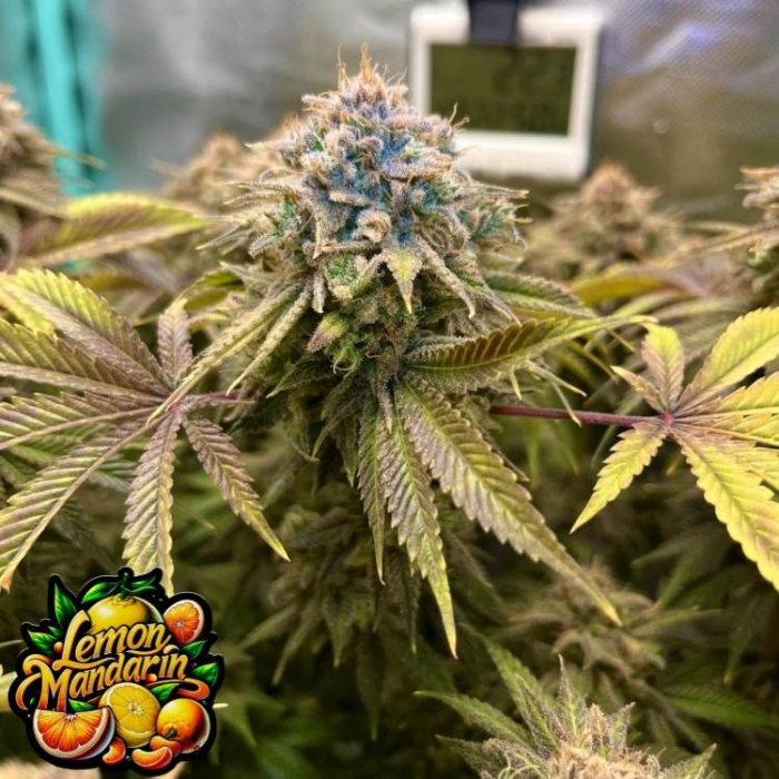Lemon Mandarin Feminizada de Fast Buds Lemon Mandarin Feminizada de Fast Buds
