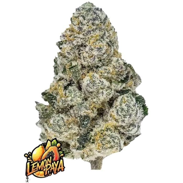 Semillas Feminizadas Lemonpaya de Fast Buds Semillas Feminizadas Lemonpaya de Fast Buds