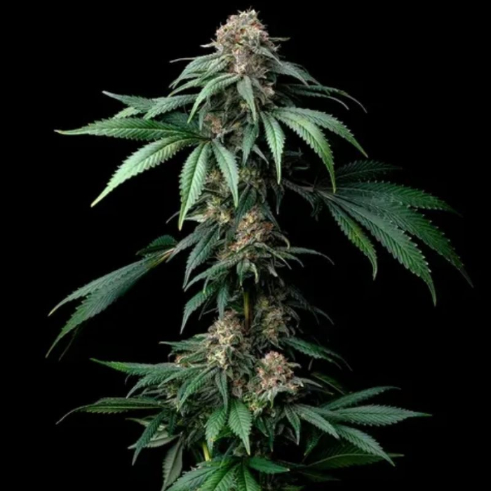 Mendo Breath de Barney's Farm Mendo Breath de Barney's Farm