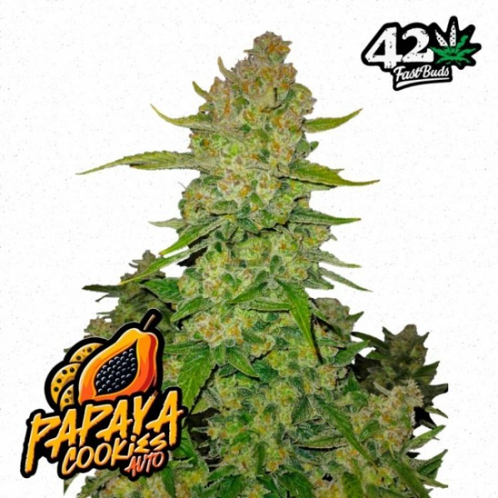 Papaya Cookies Auto de Fast Buds Papaya Cookies Auto de Fast Buds