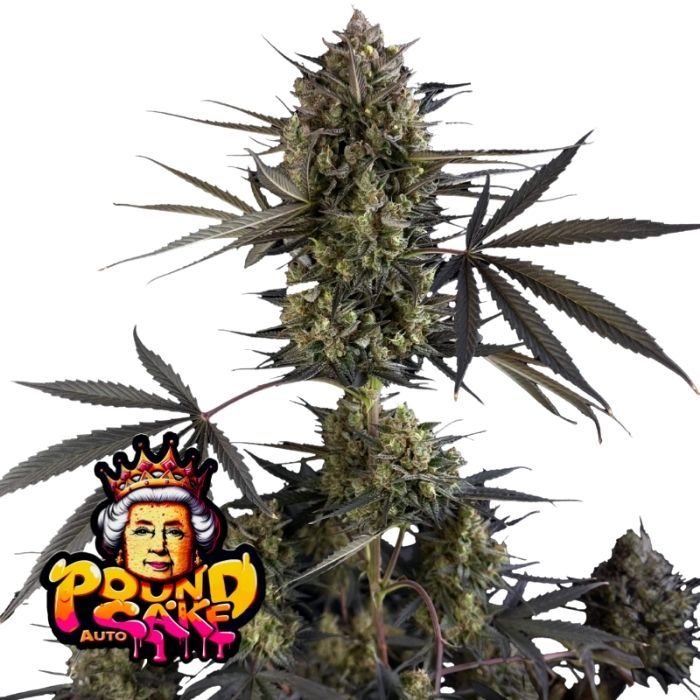 Pound Cake Auto de Fast Buds