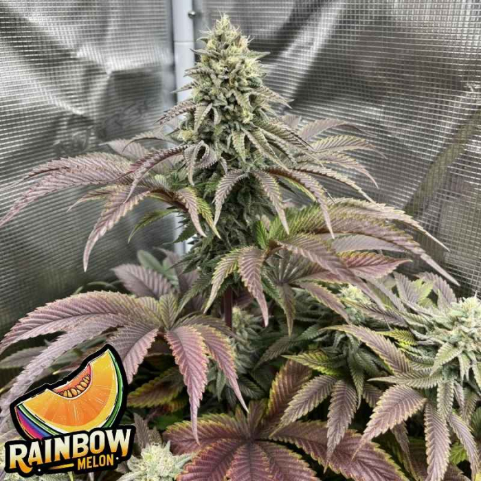 Semillas Feminizadas Rainbow Melon de Fast Buds Semillas Feminizadas Rainbow Melon de Fast Buds
