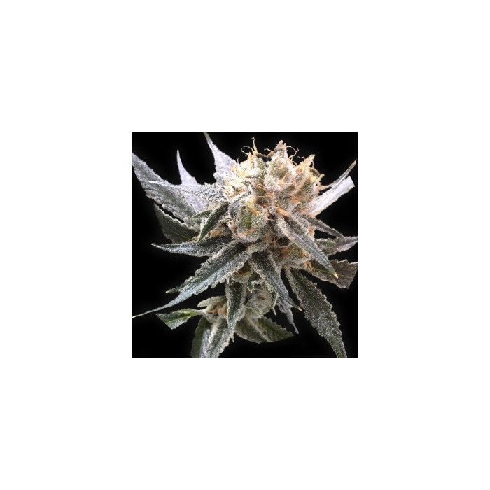 sour-tangie-dna-genetics.jpg sour-tangie-dna-genetics.jpg