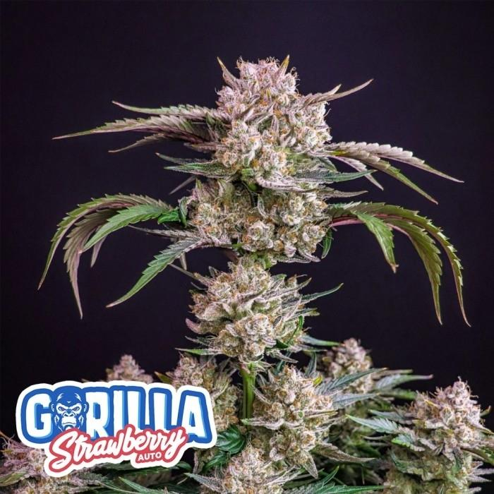 Strawberry Gorilla Auto de Fast Buds