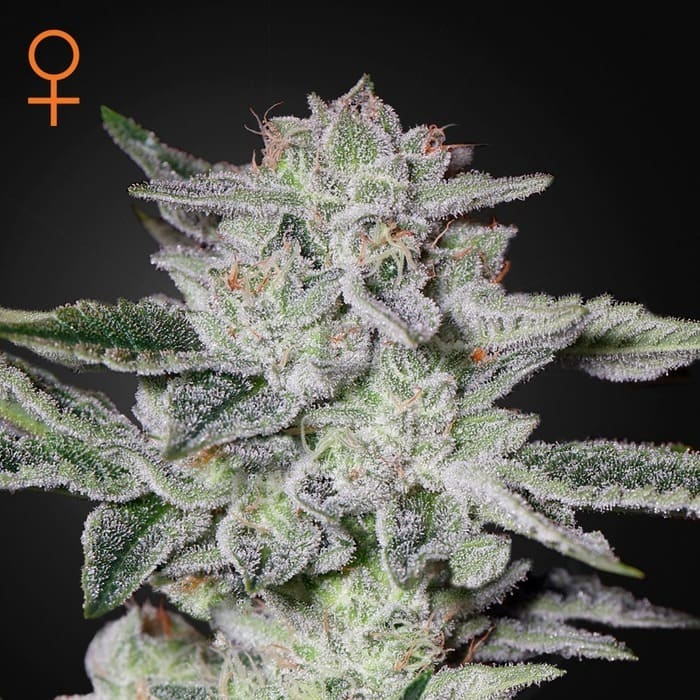 Sweet Valley Kush de Green House Seeds