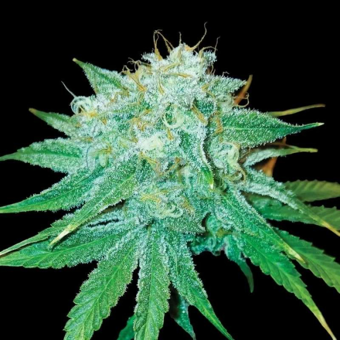 The Stinking Rose de DNA Genetics The Stinking Rose de DNA Genetics
