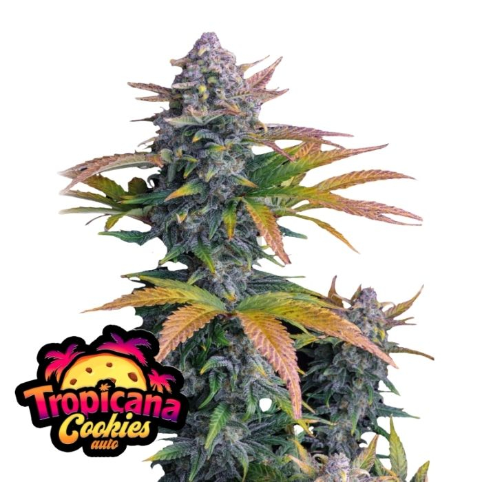 Tropicana Cookies Auto de Fast Buds Tropicana Cookies Auto de Fast Buds