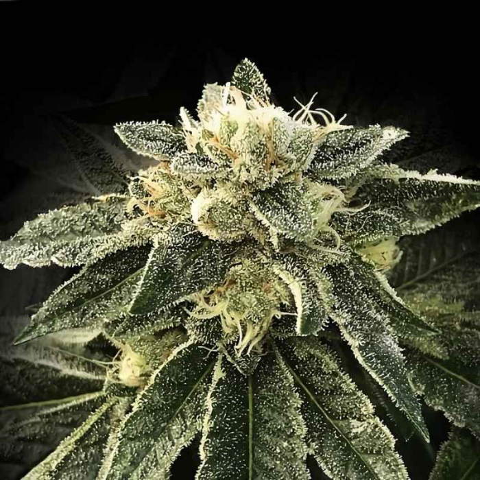 White Chocolope de DNA Genetics White Chocolope de DNA Genetics