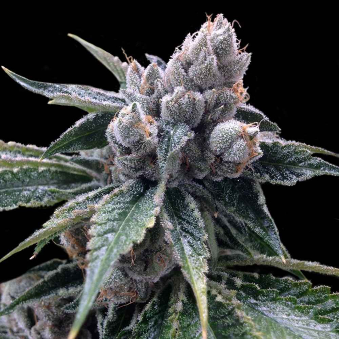 White Walker Kush de DNA Genetics White Walker Kush de DNA Genetics