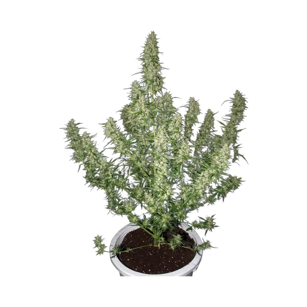 Magnum Auto Buddha Seeds