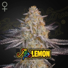 Air Lemon (Super Lemon Haze x RS11)