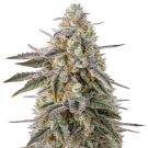 Air Lemon (Super Lemon Haze x RS11)