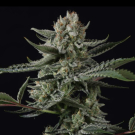 Banana Guava Auto