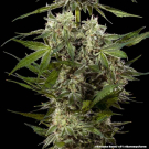 Banana Runtz F1