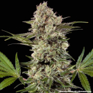 Banana Runtz F1