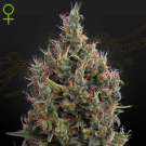 Big Bang Auto