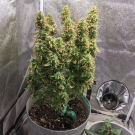 Big Bang Auto