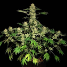 Black Toffee Auto