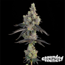 Blue Chiesel