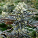 Blue Haze x Gelato 41 Auto