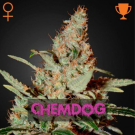 Chemdog