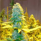 Critical Mass Regular
