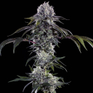 Durban Z F1