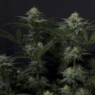 GG4 Sherbet FF