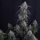 GMO Auto