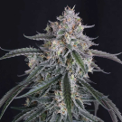 GMO Auto