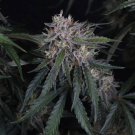GMO Auto