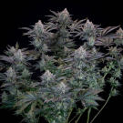 Gorilla Cookies FF