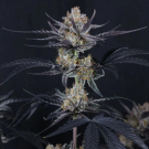 Guava Runtz Auto