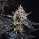 Guava Runtz Auto