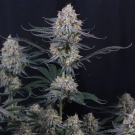 Guava Sundae Auto