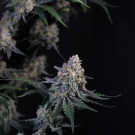 Guava Sundae Auto