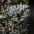 Lemon Cherry Gelato