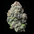 Lemon Cherry Gelato