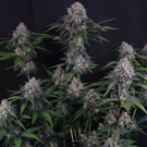 Lemon Cherry Sundae Auto