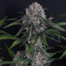 Lemon Cherry Sundae Auto