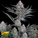 Lemon Tree Auto