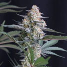Lemon Tree Auto