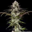 London Pound Cake F1