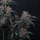 Mango Cherry Runtz Auto