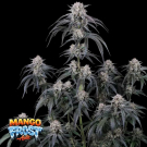Mango Frost Auto